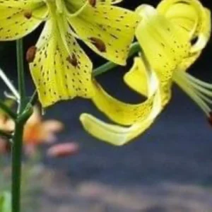 Yellow spotted lily blossom