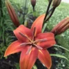 Orange lily blooming in a garden.
