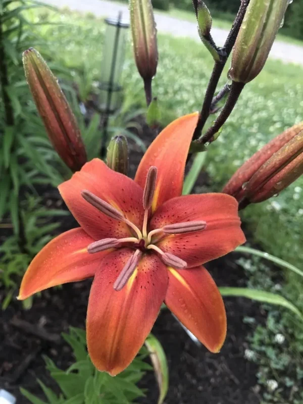 Orange lily blooming in a garden.