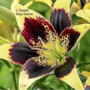 A close up of the flower with yellow and black petals.