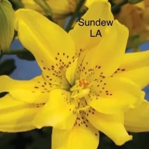 Yellow speckled flower labeled "Sundew LA