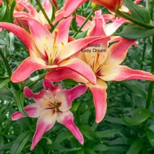 Pink and yellow Asiatic lily "Easy Dream