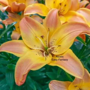 Yellow-orange Asiatic lily bloom close-up