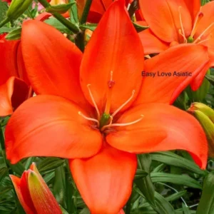 Vibrant orange Asiatic lily bloom