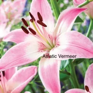 A close up of pink flowers with the words atlantic vermeer