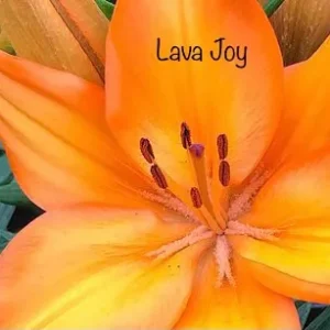 A close up of the flower with lava joy written on it