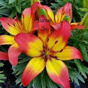 A close up of the flowers with the words " sunset joy ".