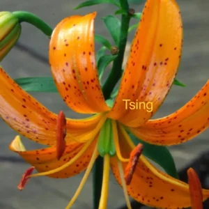 close-up orange spotted tiger lily bloom