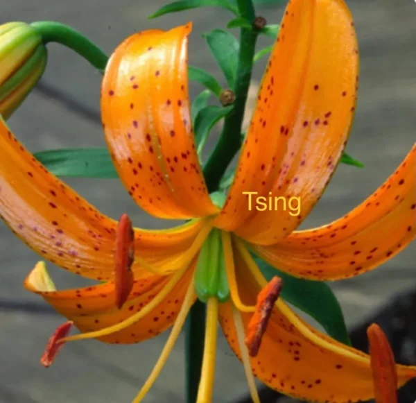 close-up orange spotted tiger lily bloom