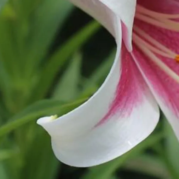 White and pink lily in bloom.