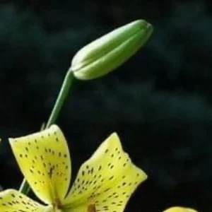 Yellow lily with dark spots and bud.