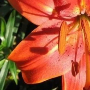 Macro of orange lily petal and anthers