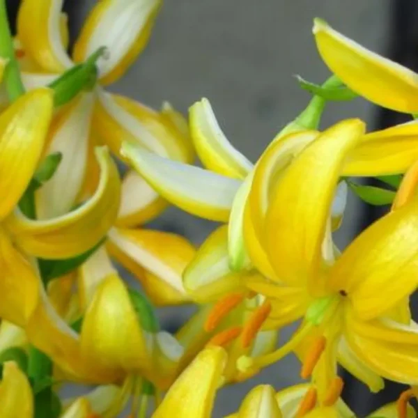 Close-up of curved yellow tropical flowers