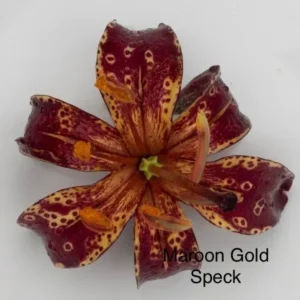 Maroon and gold-speckled lily blossom