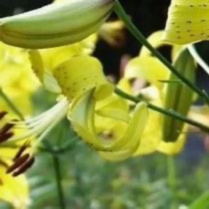 Yellow lilies with speckled petals in bloom.