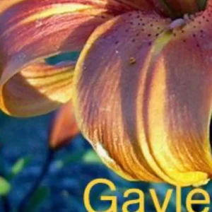 Orange lily flower with text overlay.