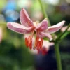 Close-up pink lily blossom with orange stamens