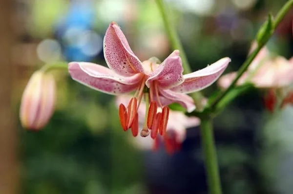 Close-up pink lily blossom with orange stamens