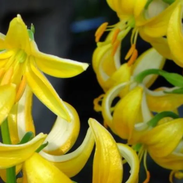 Cluster of yellow bell-shaped flowers