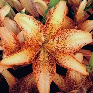 Orange-speckled lilies in full bloom.