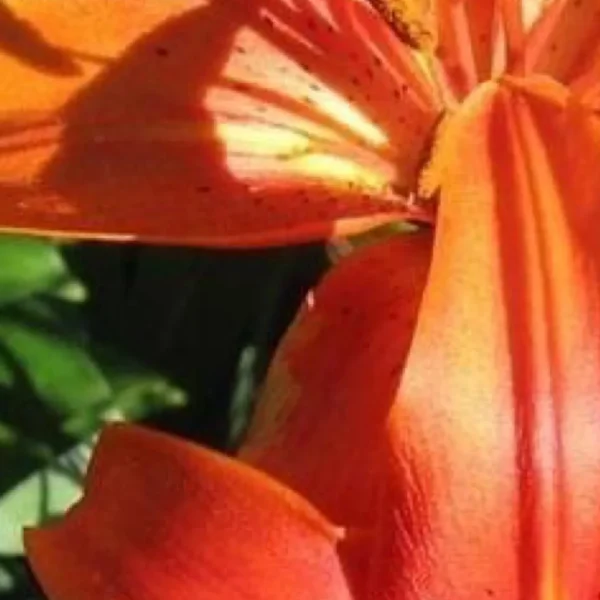 Close-up of vibrant orange lily flower.