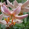 Pink lily with orange stamens in bloom.