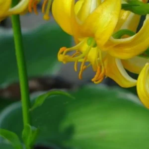 Close-up of yellow honeysuckle blossom