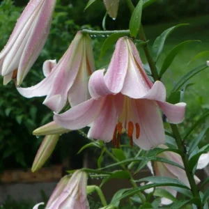 Pink lilies with morning dew drops.