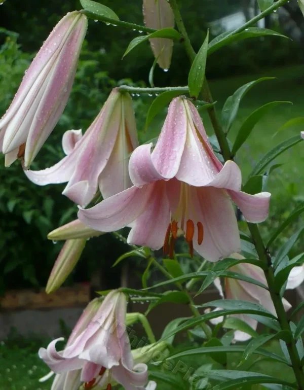 Pink lilies with morning dew drops.