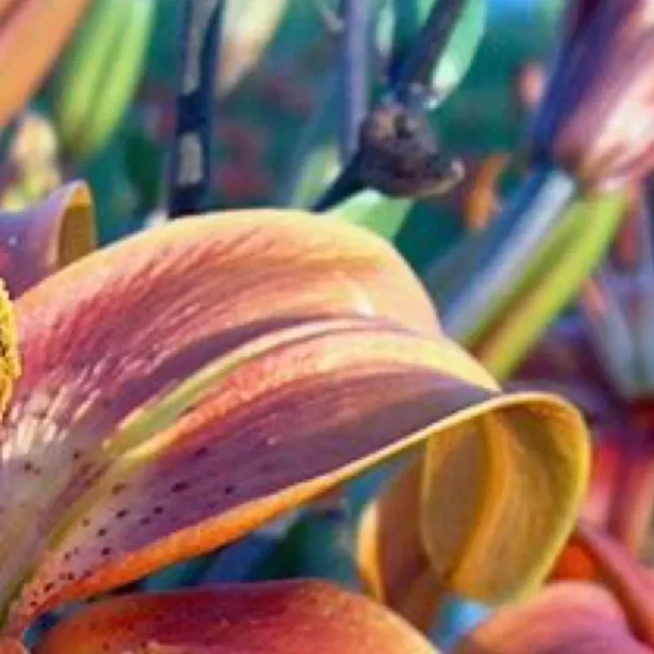 Close-up of vibrant pink and yellow flower.