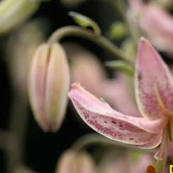 Pink lily flower about to bloom.