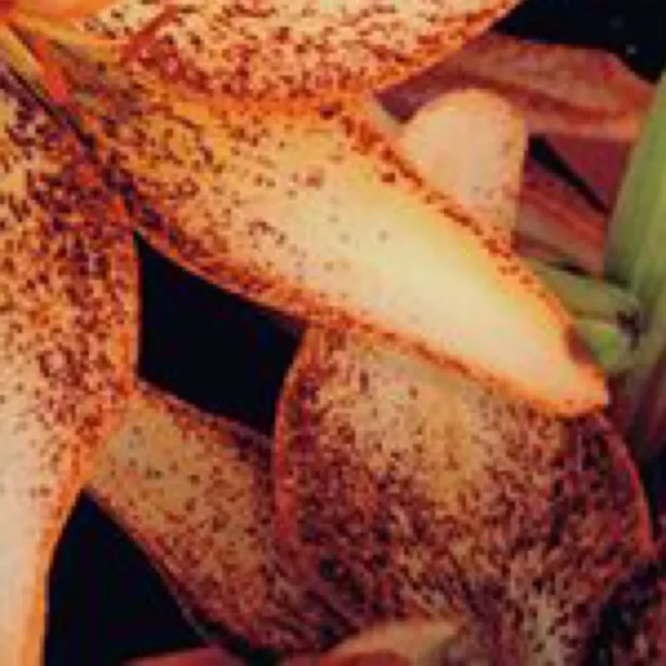 Curled orange lily petals with fine speckling