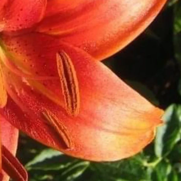 Close-up orange lily petal with stamens