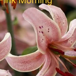 Curled pale pink lily petals