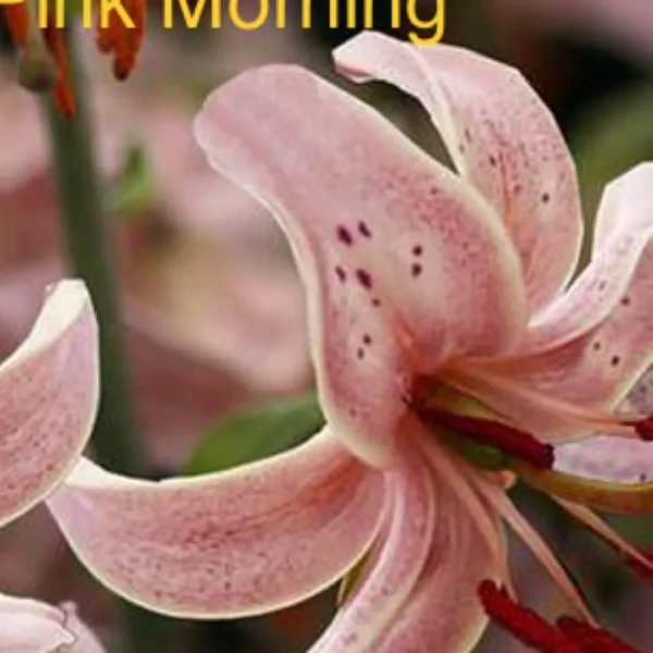 Close-up pink lily with speckled petals