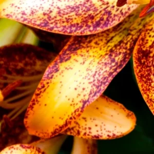 Close-up orange lily petals with purple spots