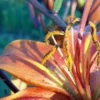 Close-up of orange flower petals and stamens.