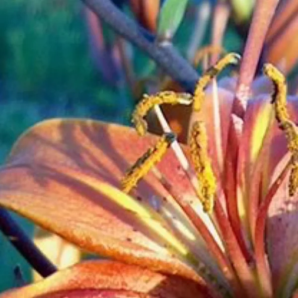 Close-up of orange flower petals and stamens.