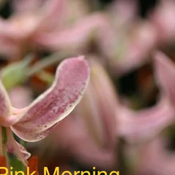 velvety pink petals with soft bokeh