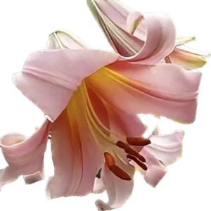 Pink lily with yellow center on black background.