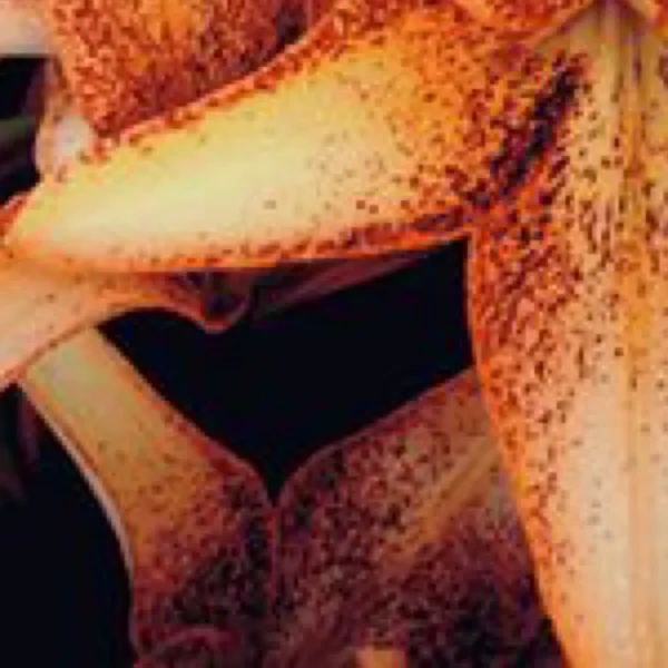 Close-up of speckled orange lily petals.