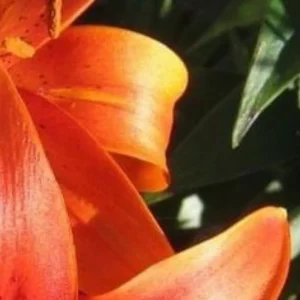 Curled orange lily petal with sheen