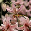 Pink lilies with text "Pink Morning".