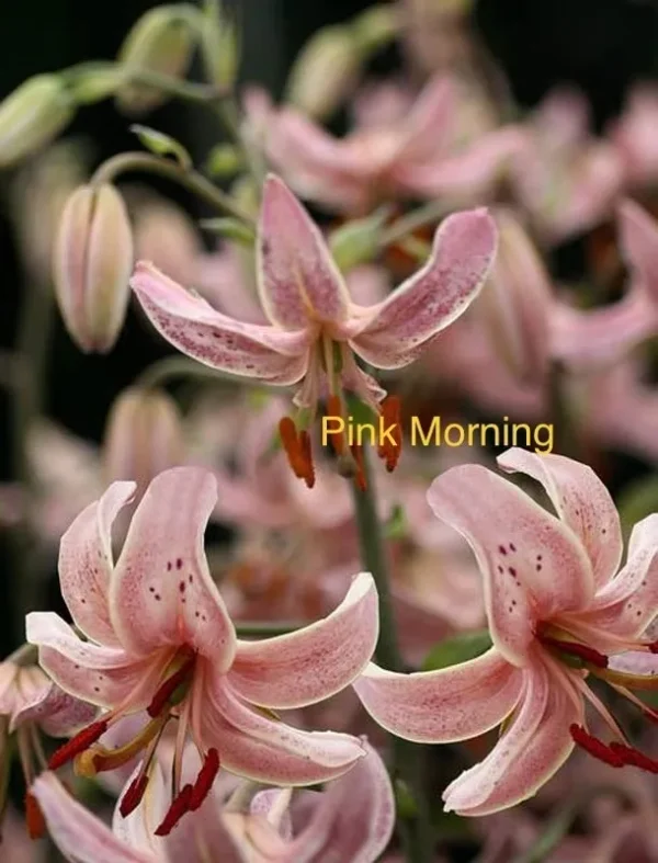 Pink lilies with text "Pink Morning".