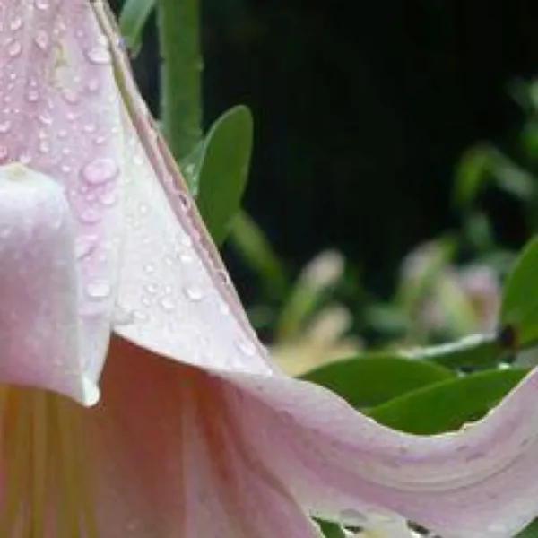 Pink flower with raindrops and green leaves.