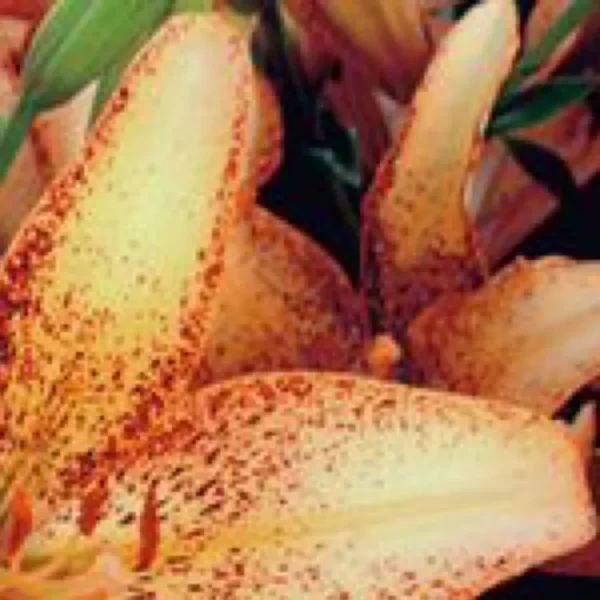 Close-up of speckled orange lilies in bloom.