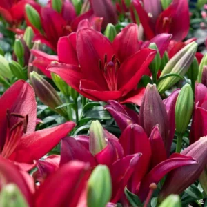 Cluster of deep crimson lilies and buds