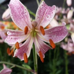 White and pink spotted lily with orange anthers