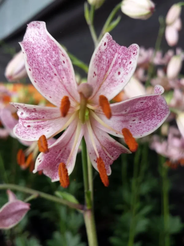 Close-up pink speckled lily with orange stamens