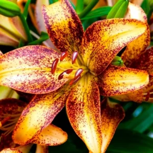 Orange speckled lilies with green leaves.